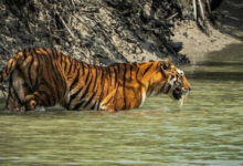 Sundarban tour package,