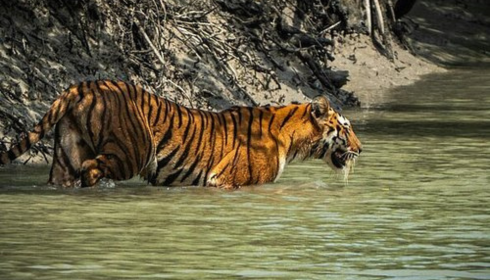 Sundarban tour package,