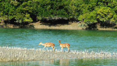 sundarban tour package