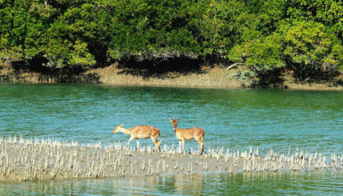 sundarban tour package