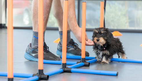 Dog handling skills training Phoenix