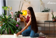 Chandigarh call girls